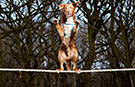Schnellstes Balancieren eines Hundes über ein Seil 