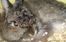 GWR-Home-Story: Jenna Antol über ihr Leben mit Do, dem ältesten Kaninchen